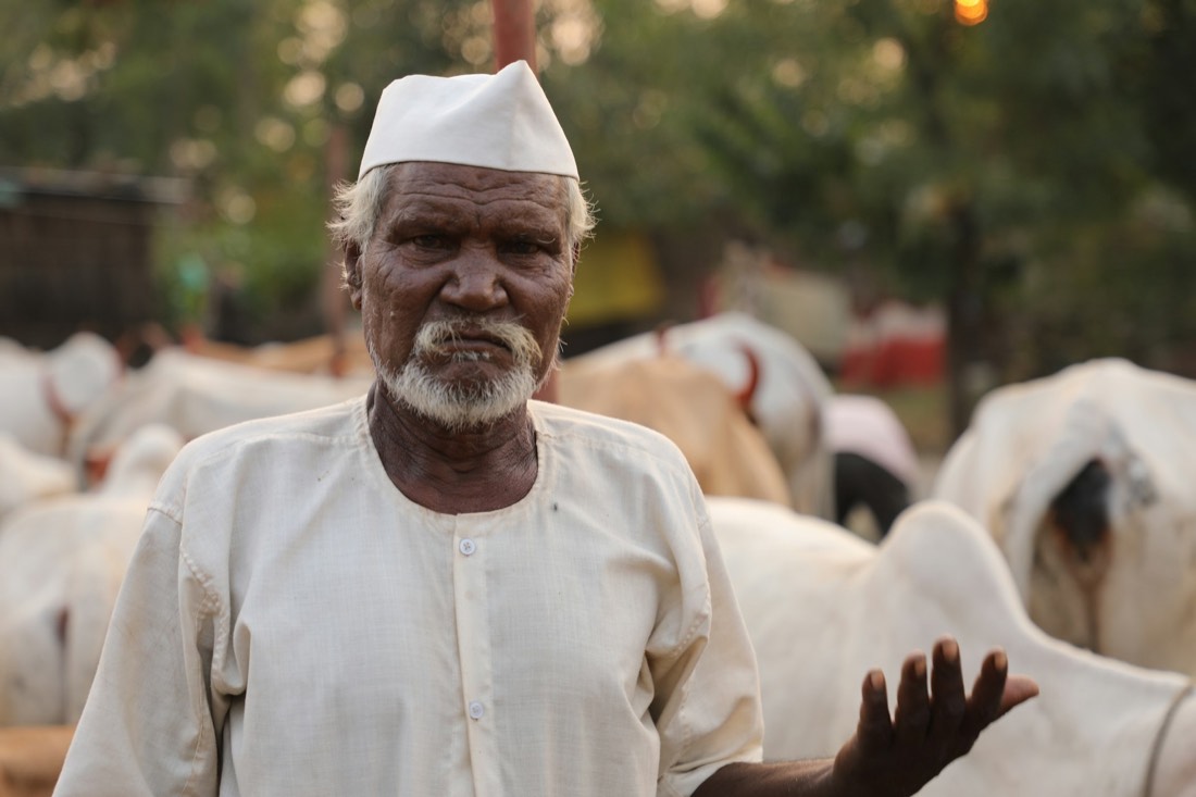 An elderly Indian farmer with his cattle